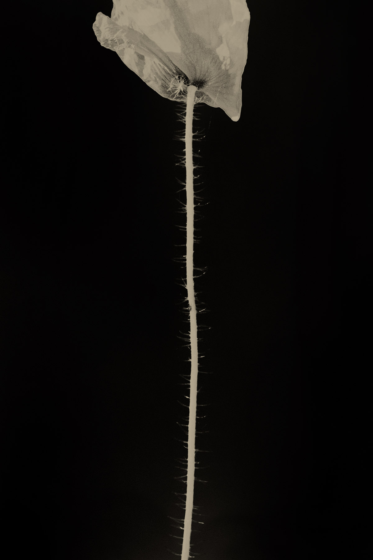 Paul Cupido, Rose to Mirjam, 2019