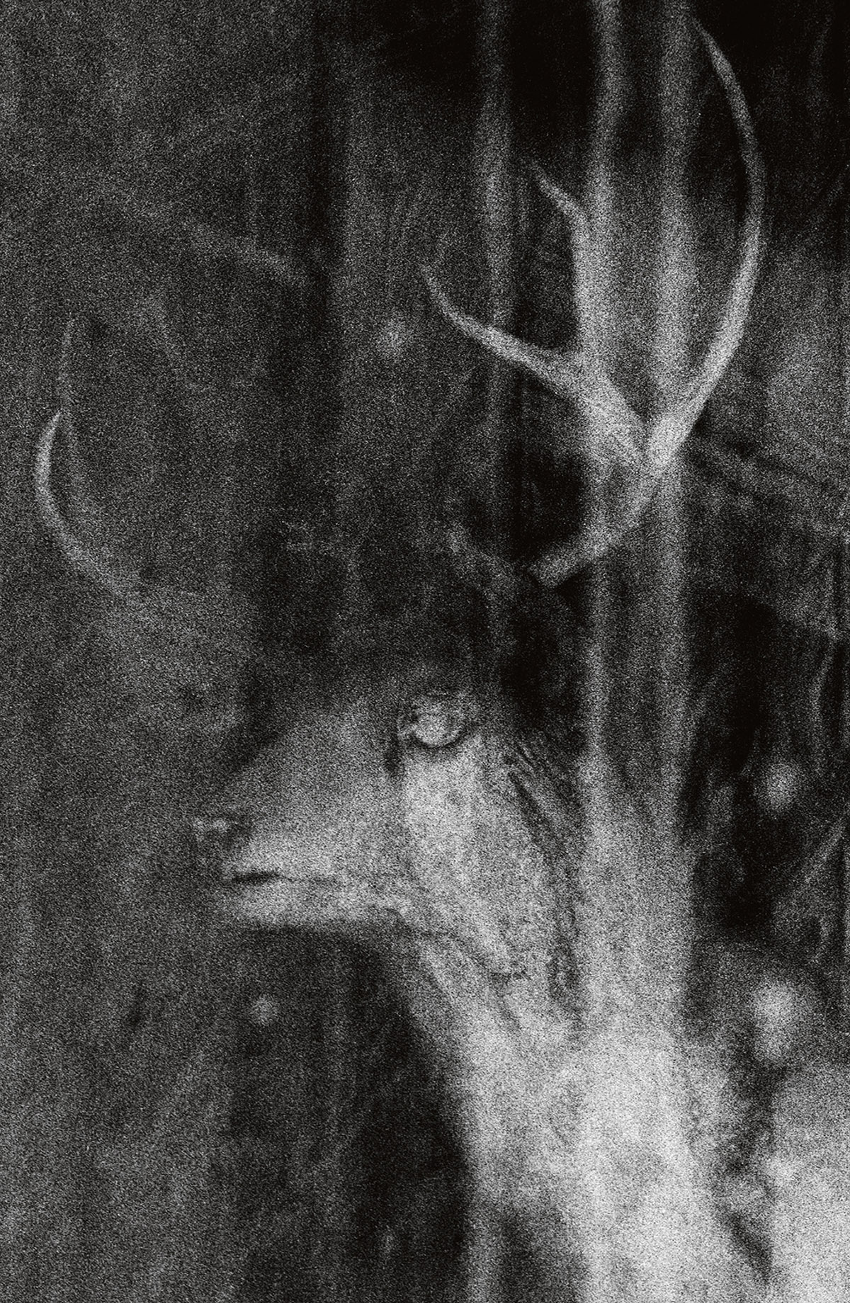 Maura Sullivan, Deer eye