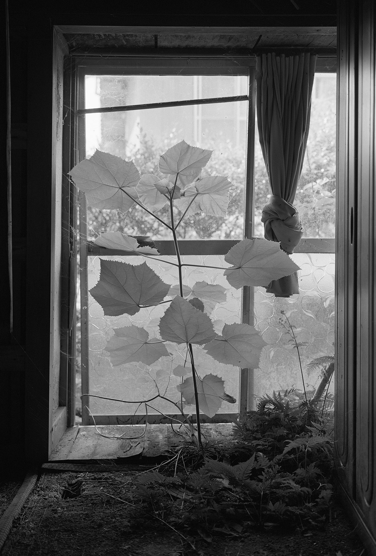 Awoiska van der Molen, Fukushima, 2017/2024