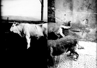Domestic Landscapes Travelogs