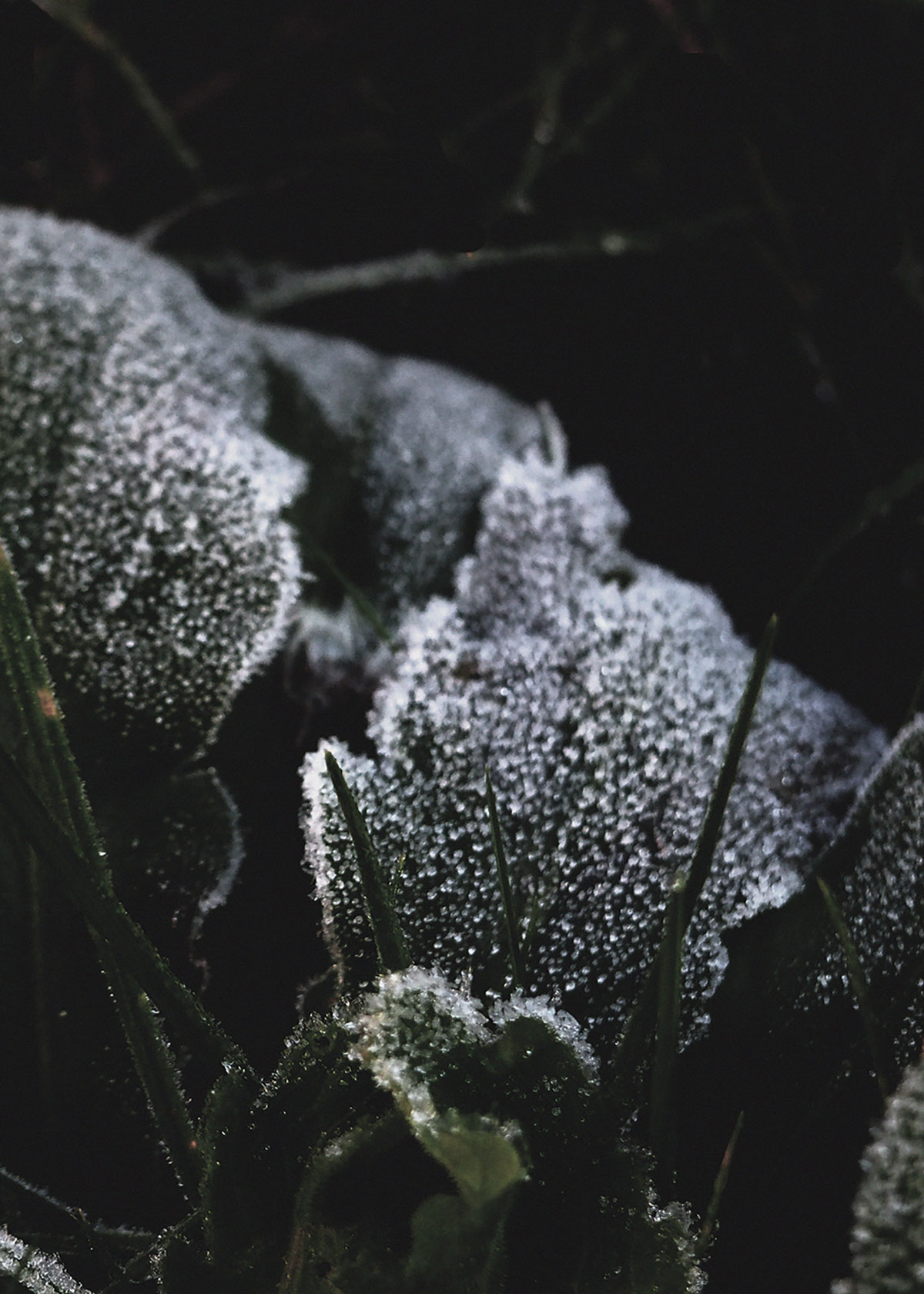 Bettina Hogeweg, Nawinter