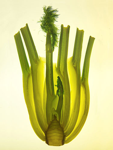 Bioscapes