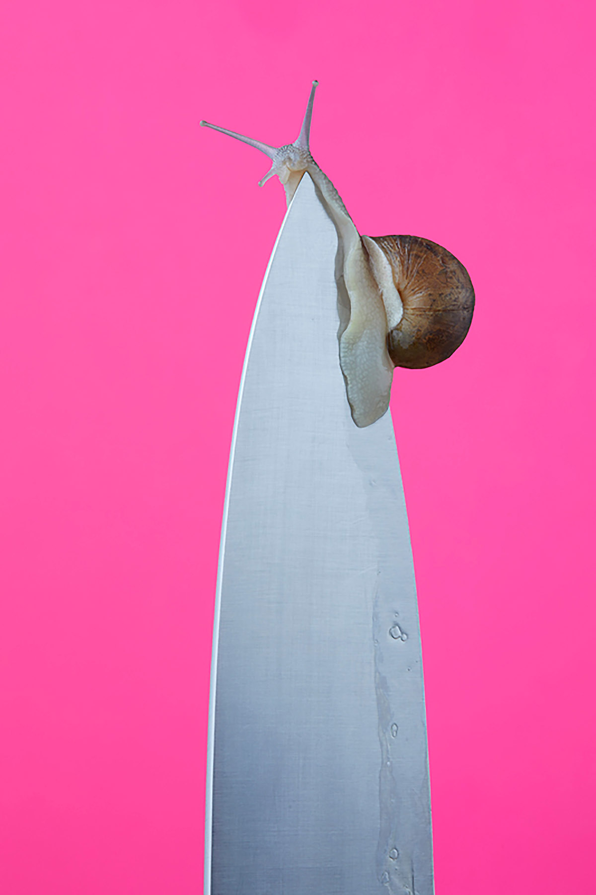 Blommers & Schumm, L'escar go Gourmand magazine, 2012 (No animals were harmed during this shoot)