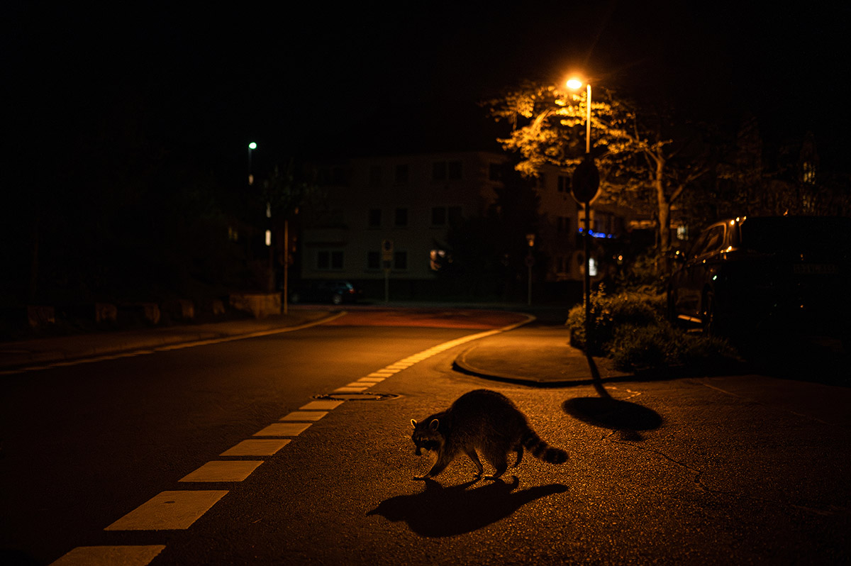 David Hup