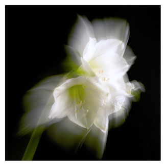 Bloemen in schijnwerpers