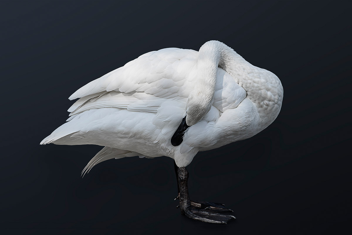 Cees Beuzekom, Trompet Zwaan