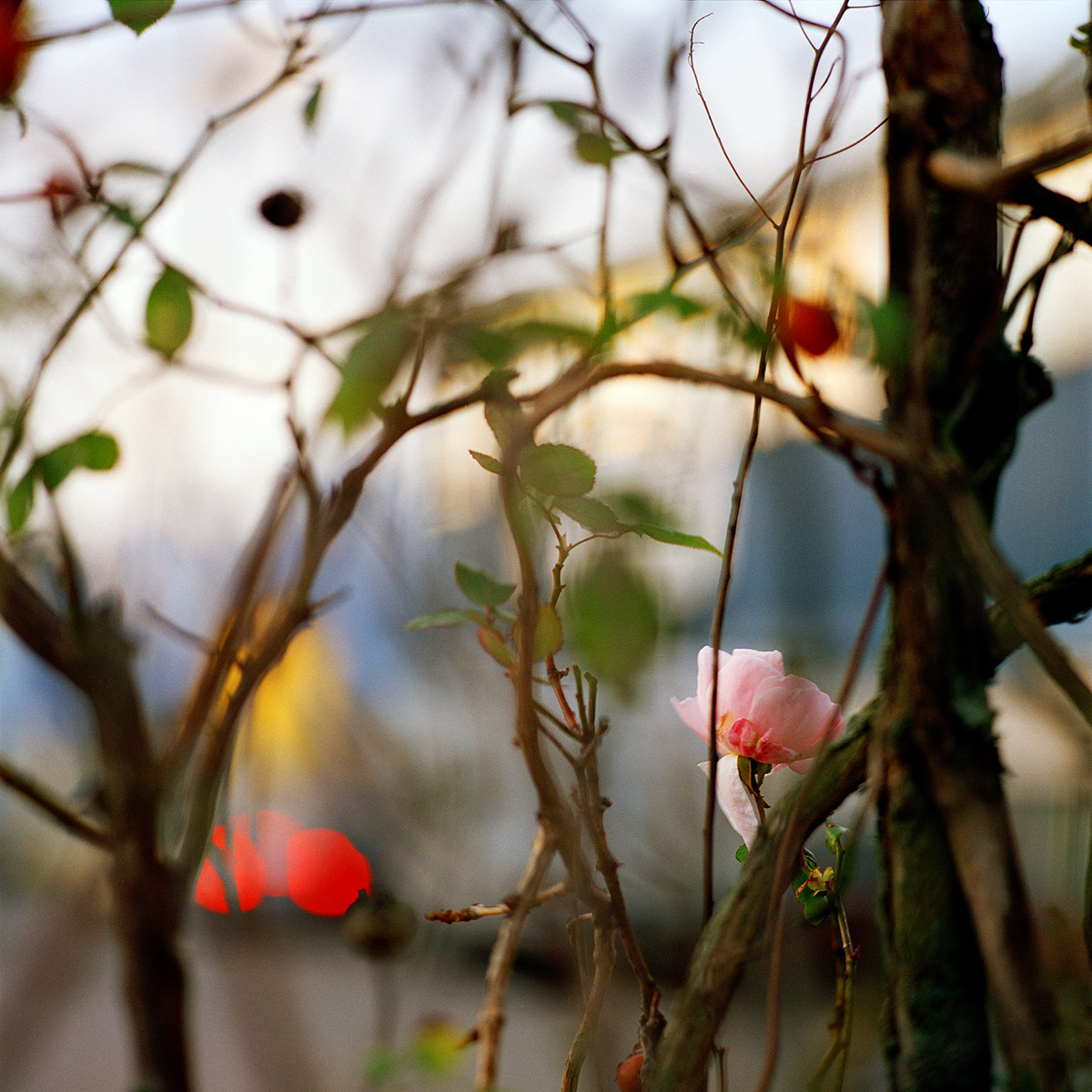 Jacquie Maria Wessels, Fringe Nature 10.5/2019 Amsterdam, the Netherlands