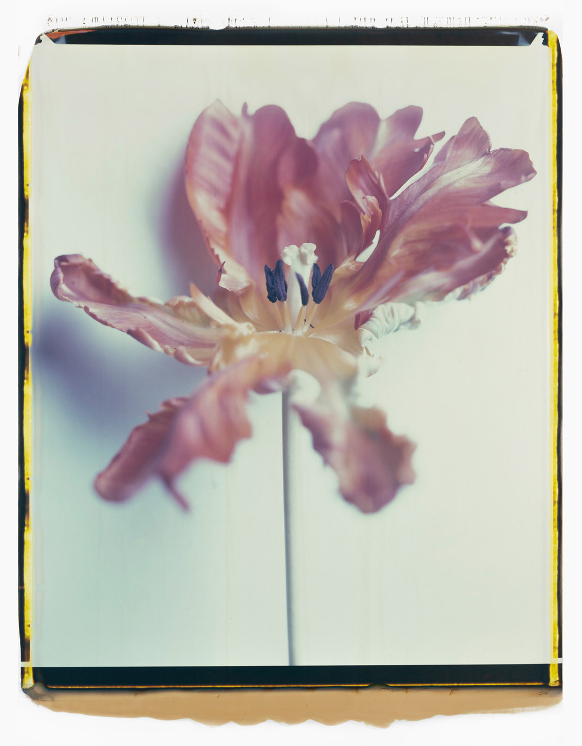 Marcel van der Vlugt, Giant Pamphlet (Family Flower), 2021