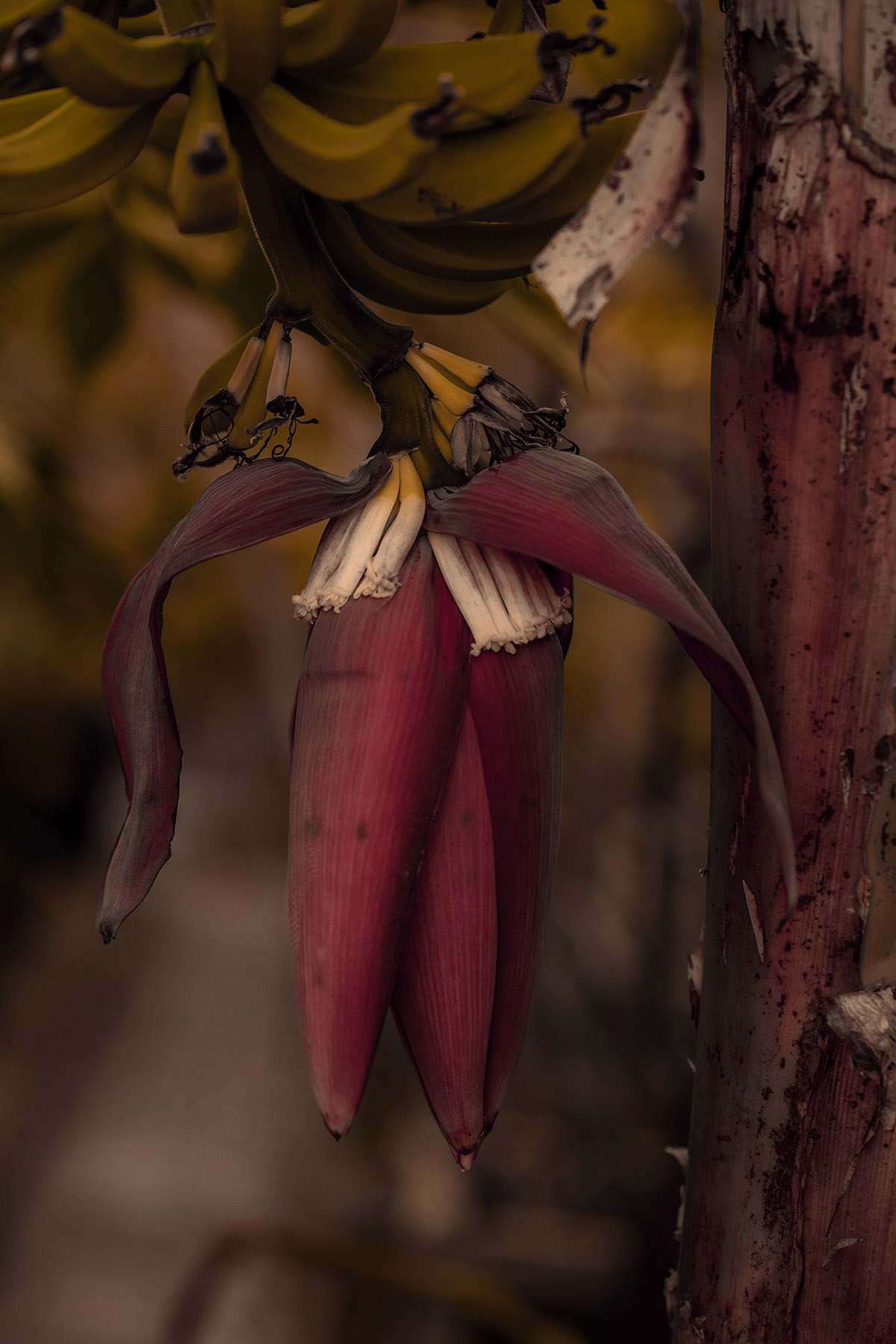 Dennis A-Tjak, Bananenplant