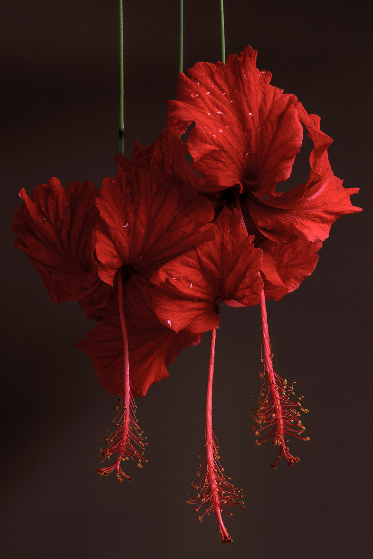 Dennis A-Tjak, Hibiscus rosa sinensi