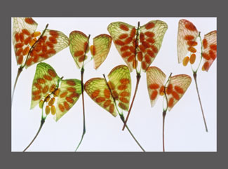 De schepping doorgelicht