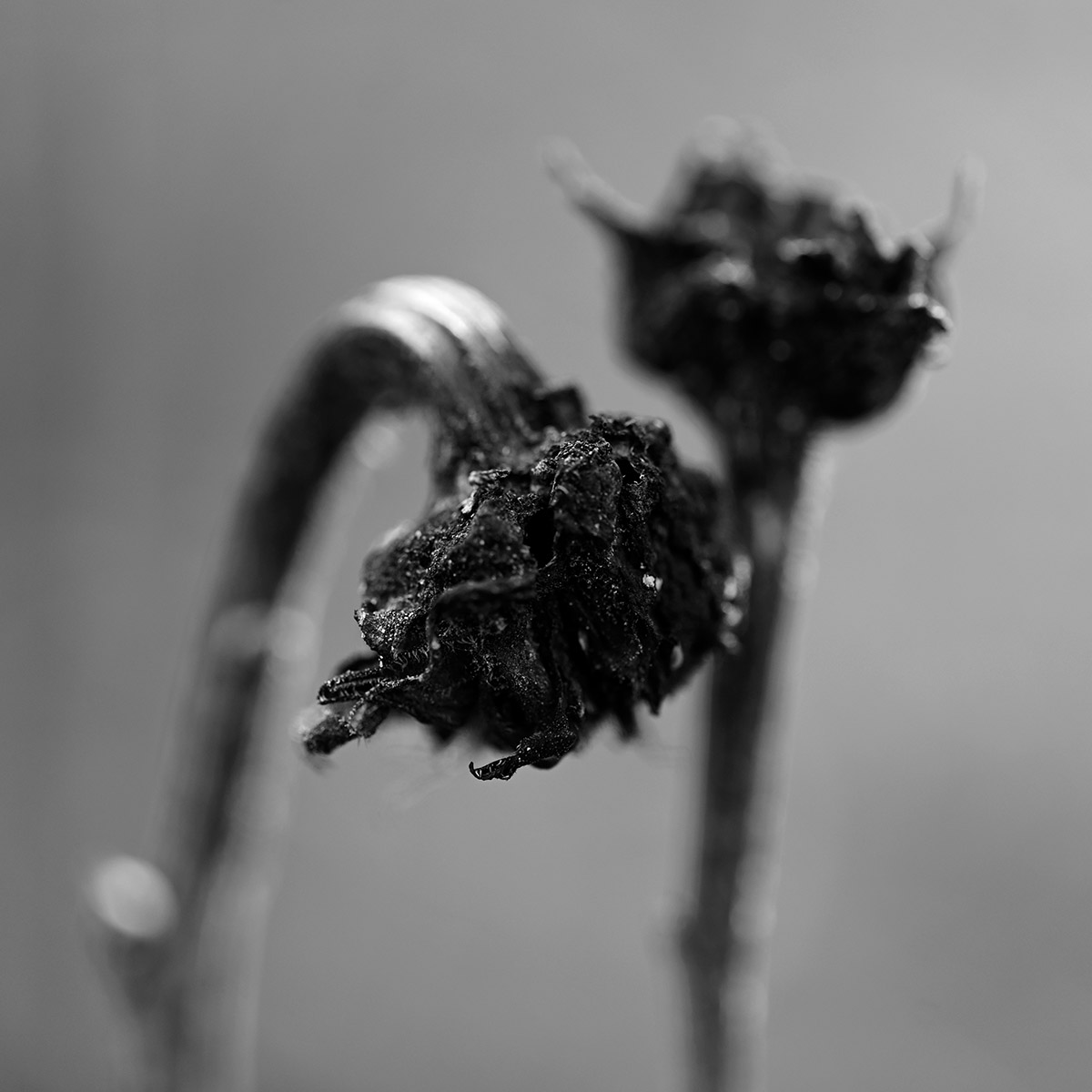 Elsbeth Bauer, Zwischen Blume und Verfall