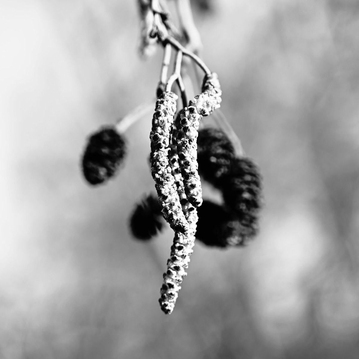 Elsbeth Bauer, Zwischen Blume und Verfall