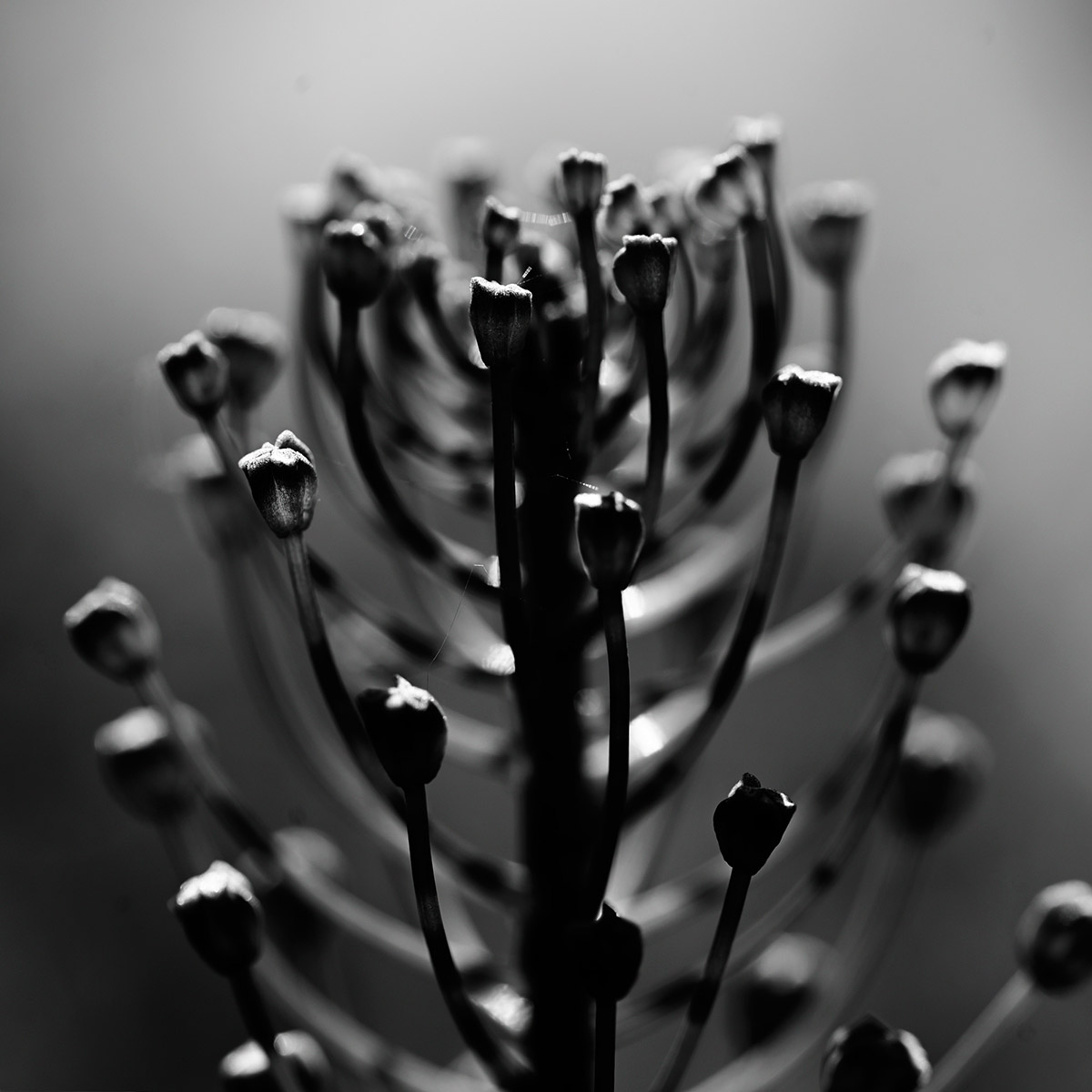 Elsbeth Bauer, Zwischen Blume und Verfall
