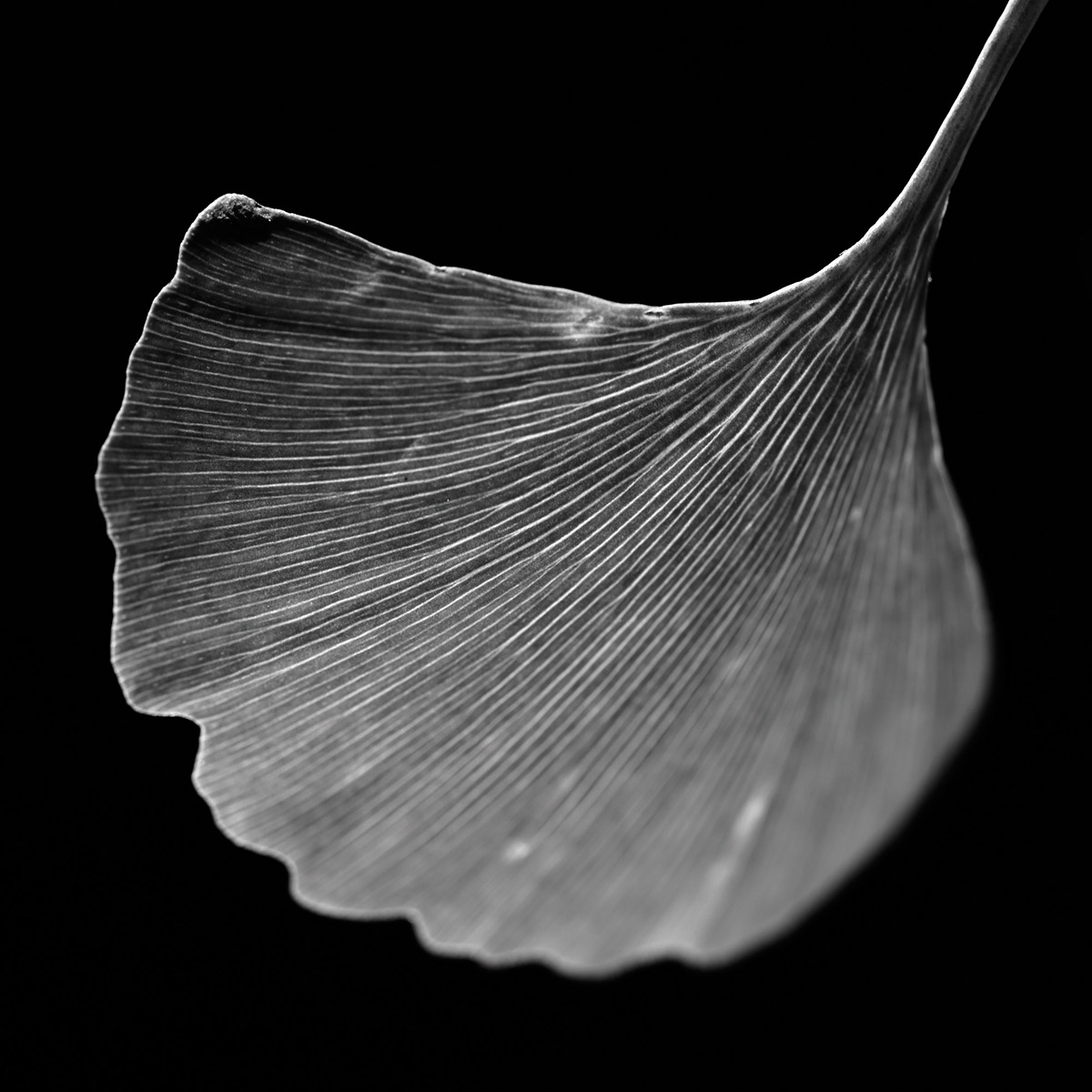 Elsbeth Bauer, Zwischen Blume und Verfall
