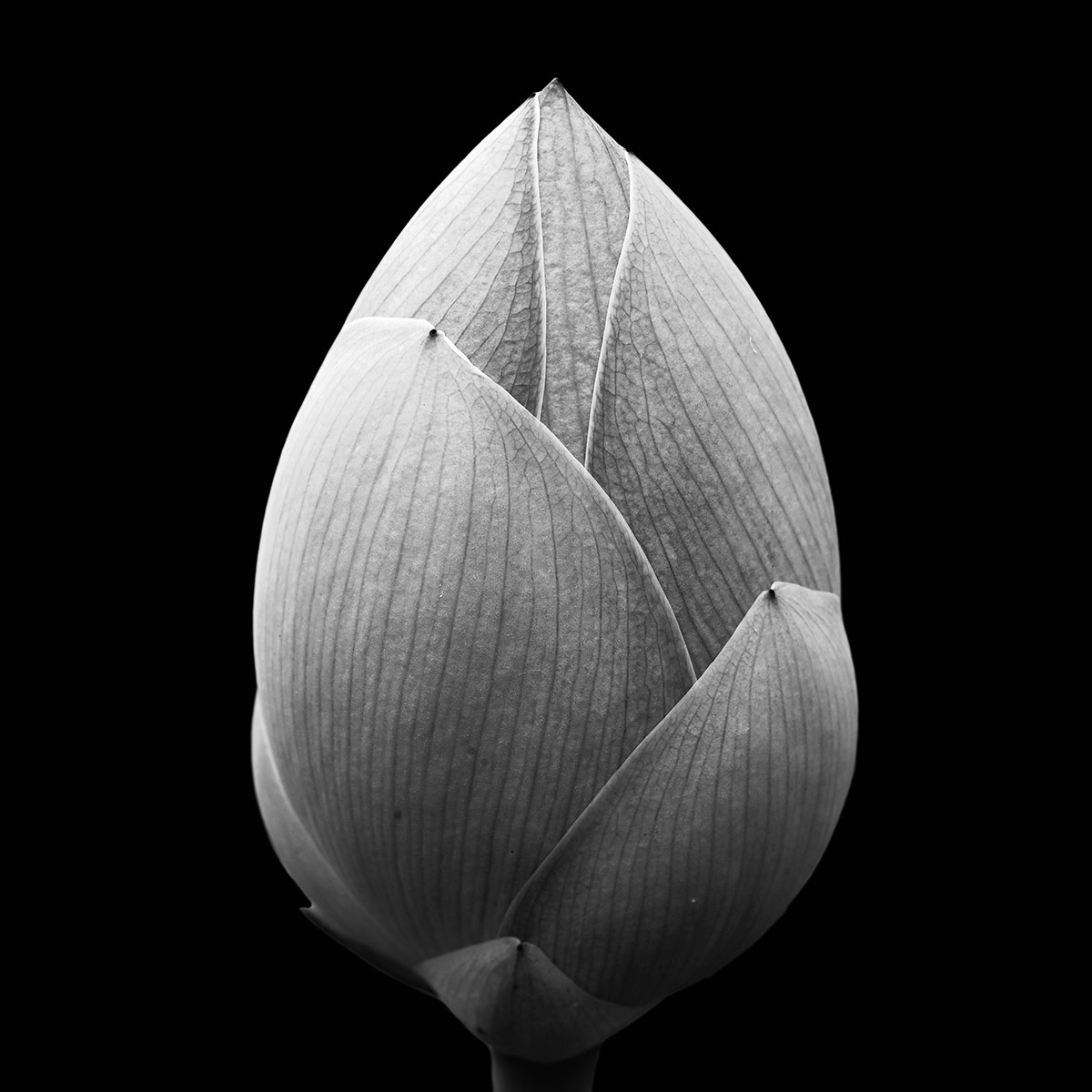 Elsbeth Bauer, Zwischen Blume und Verfall