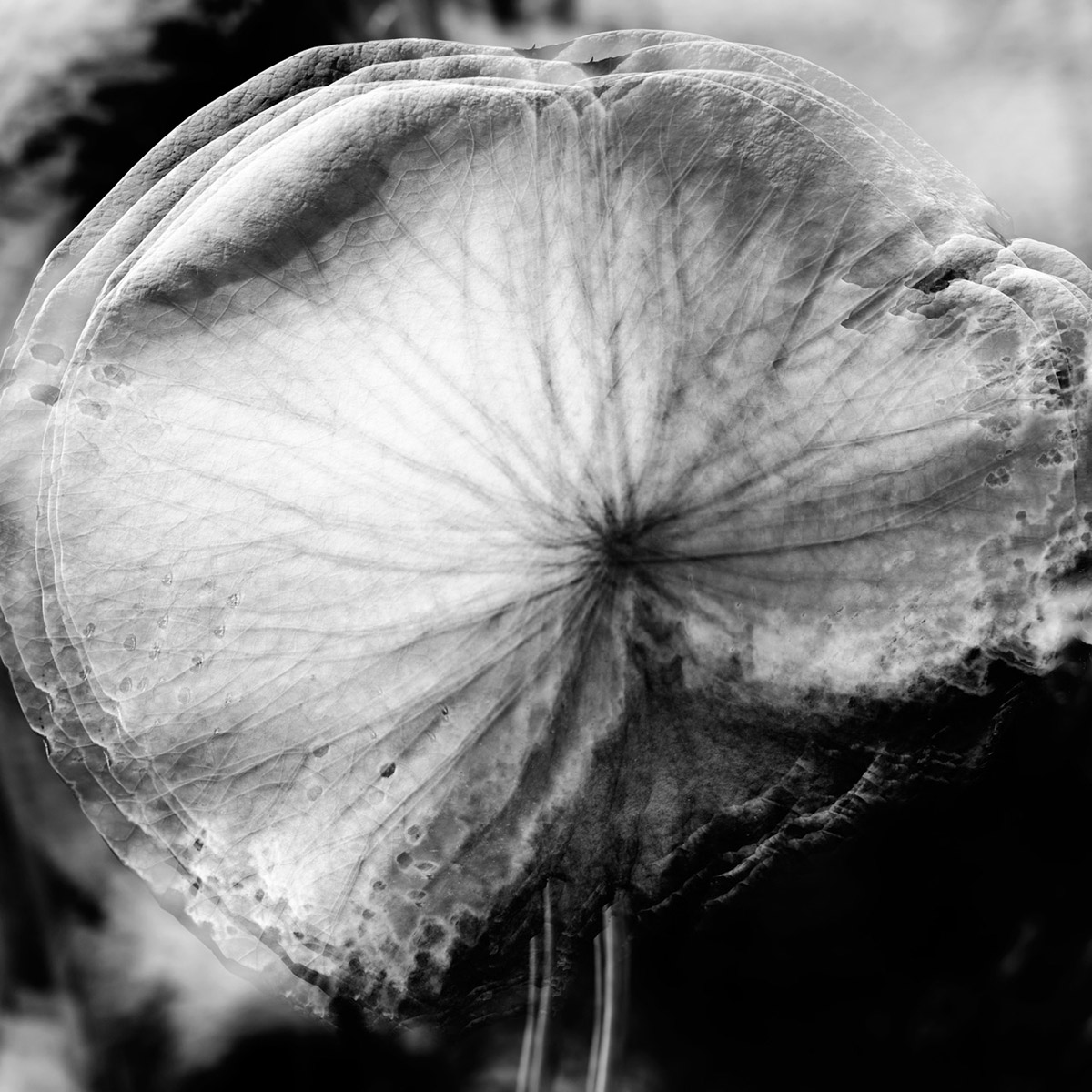 Elsbeth Bauer, Zwischen Blume und Verfall