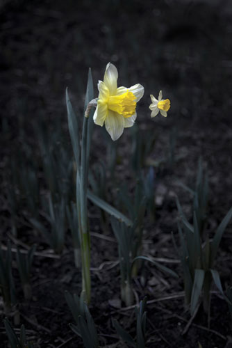 Elspeth Diederix, Miracle #02, 2017