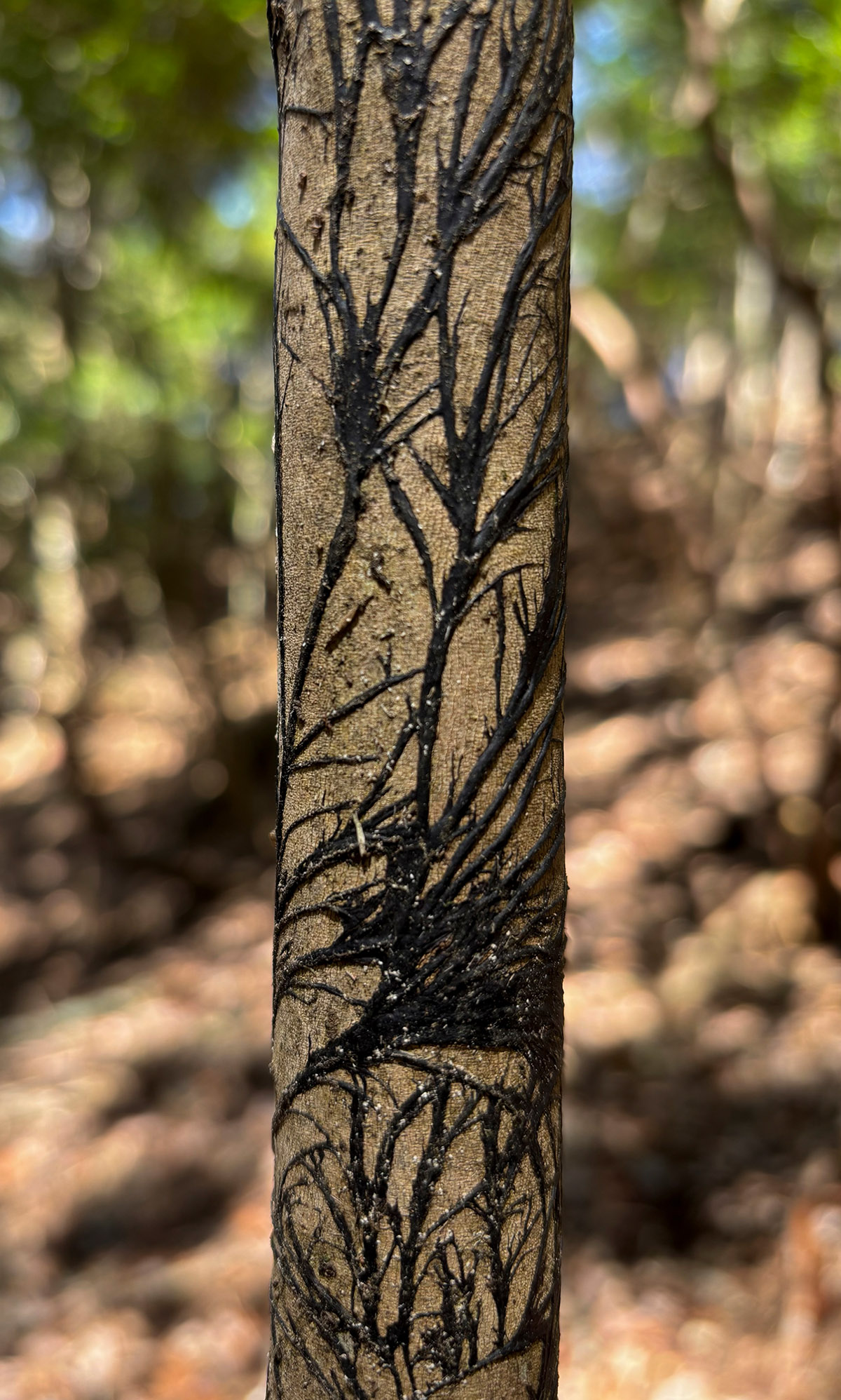 Juriën Vanstaen, The Digesting Forest