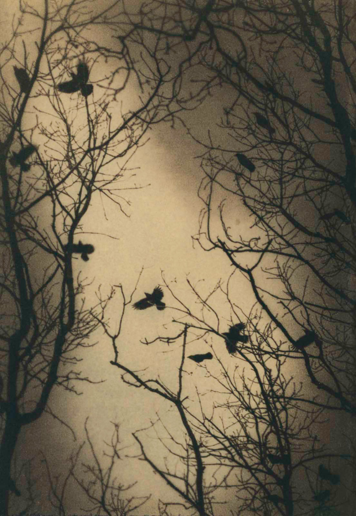 Paulien Dubelaar, Twilight