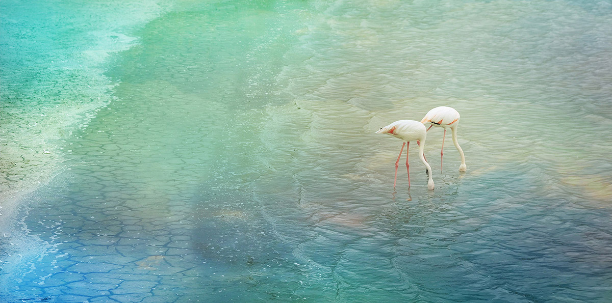 Gerard van Dijk, Flamingos