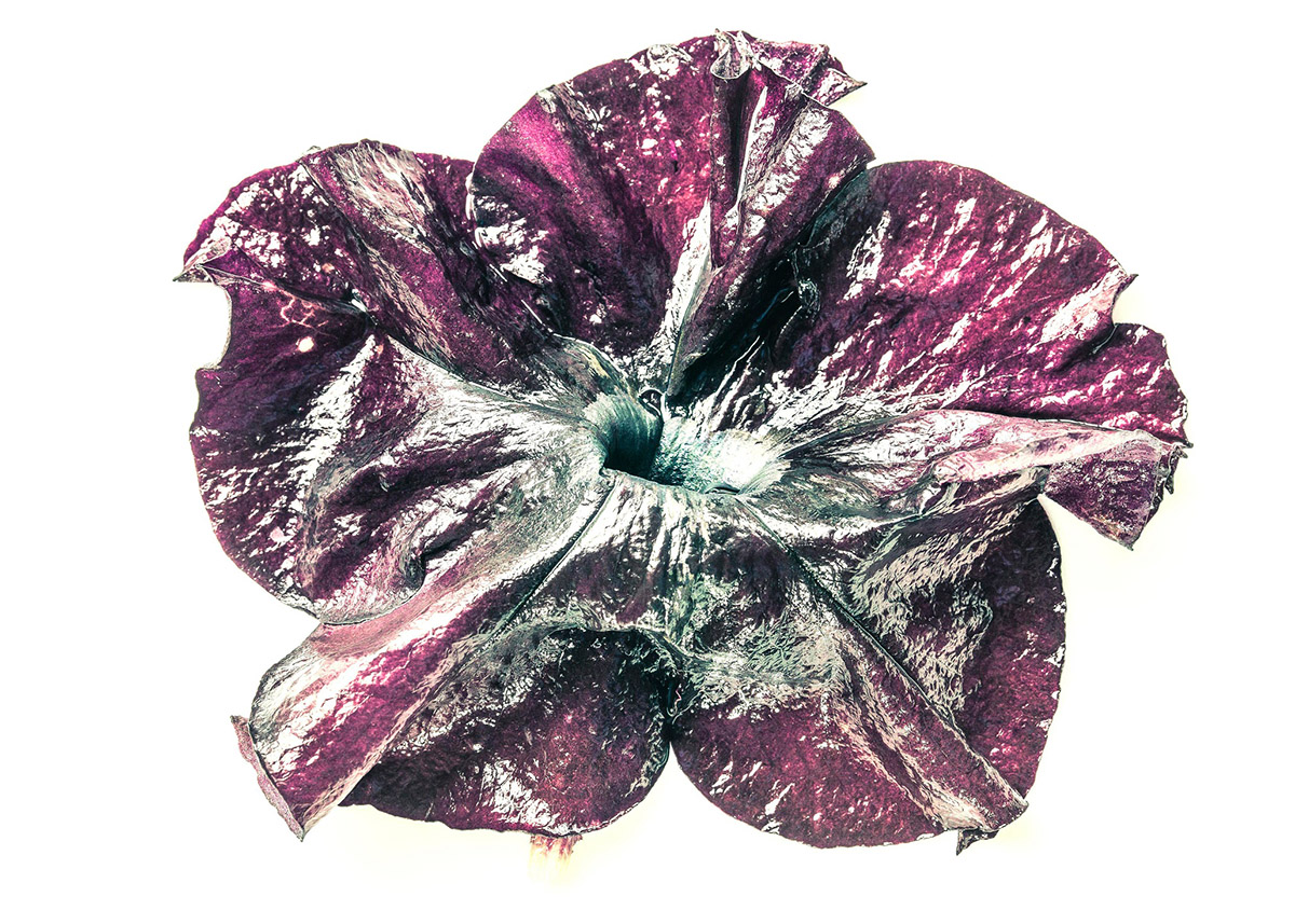 Dennis A-Tjak, Petunia