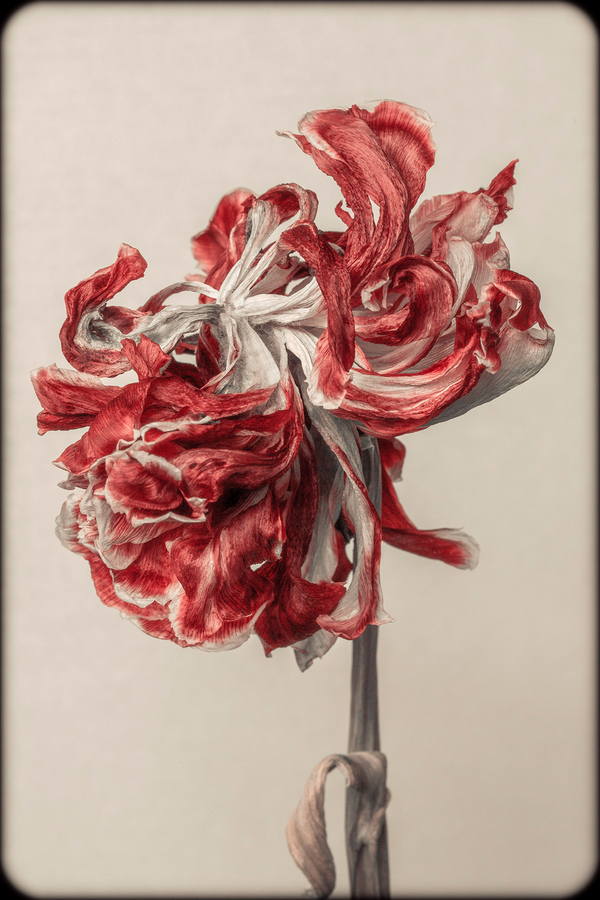 Dennis A-Tjak, Tulipa