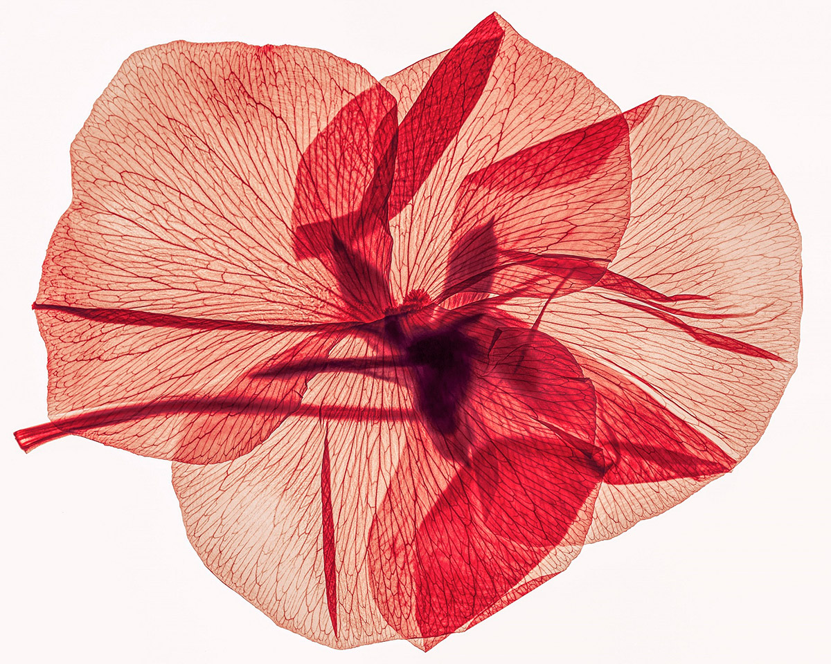 Dennis A-Tjak, Viola