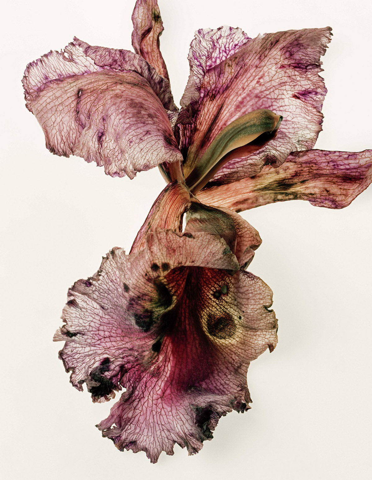 Dennis A-Tjak, Cathleya Orchidaceae