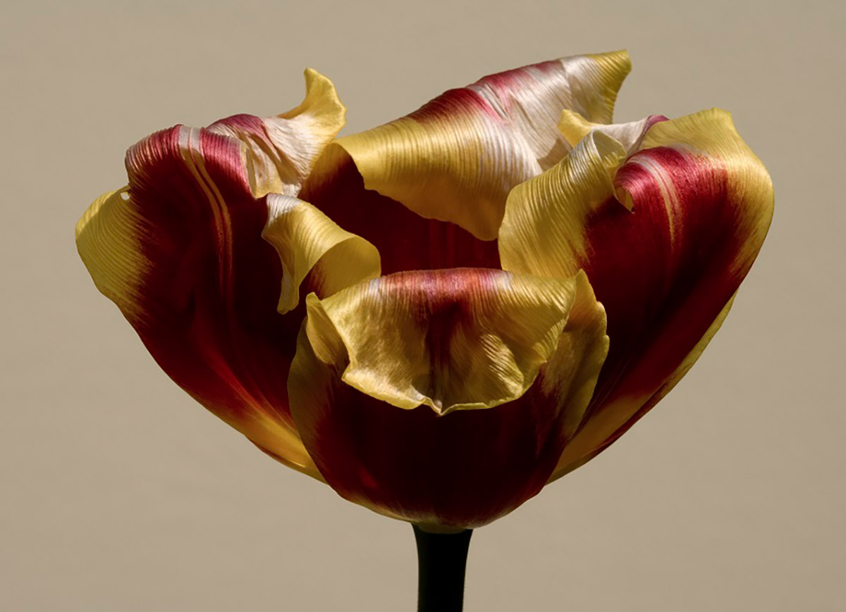 Dennis A-Tjak, Keizerskroon