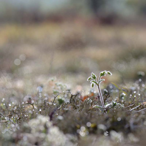 Corine Oosterlee, Natuur