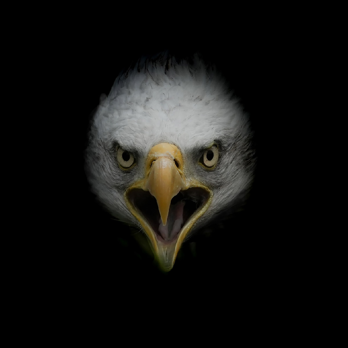 Minke Groenewoud, Bald Eagle