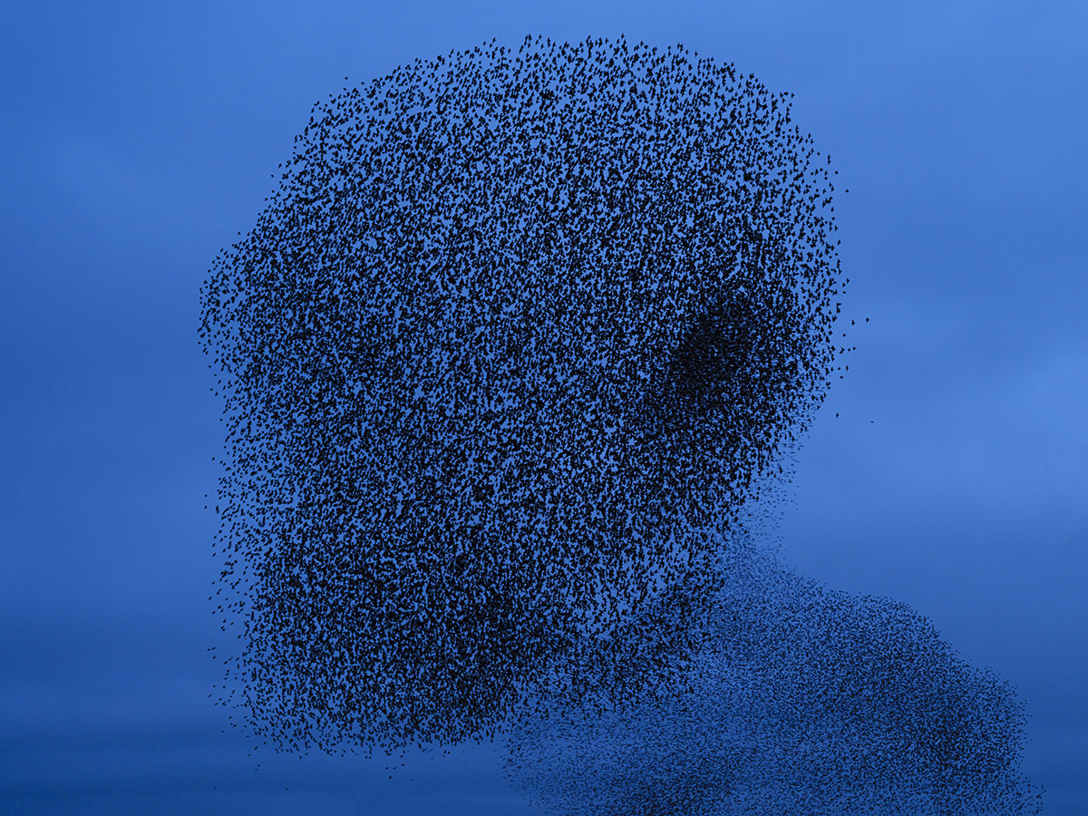 Johannes Bosgra, Murmuration
