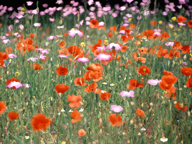 Fire and Flowers