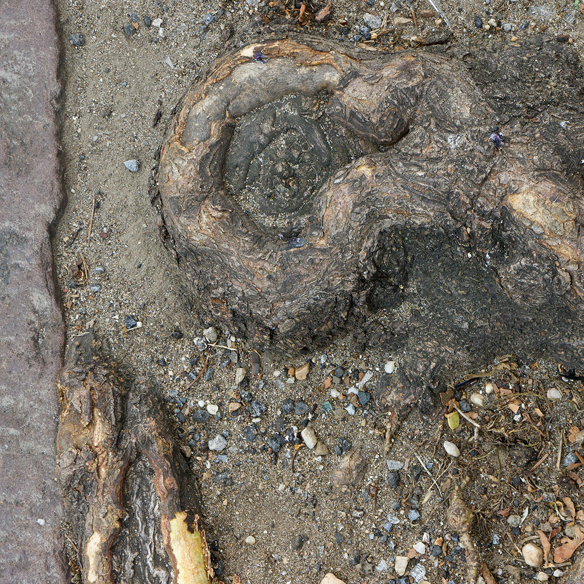 Peter van de Wijngaart, Bushwick Avenue, Setting Foot in New York