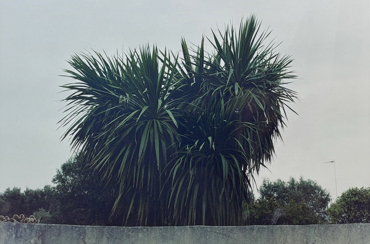 In Bloom