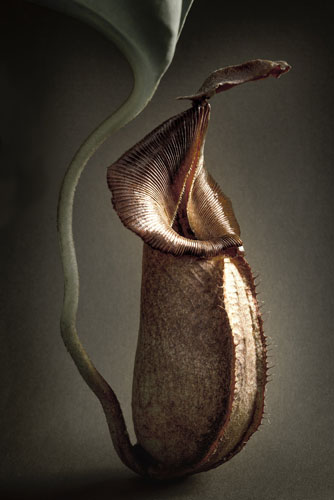 Dennis A-Tjak, Bekerplant (Nepenthes), De vliegen die door deze bekerplant worden verleid en zich in de beker wagen, komen daar nooit meer uit. De plant produceert een soort zuur dat de beestjes verteert. Westfries Museum