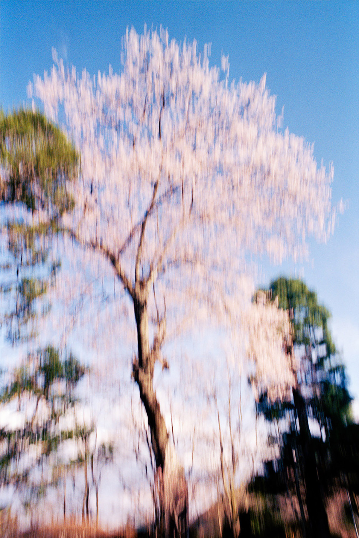 Jacquie Maria Wessels, Memory Master #58 Tree Nikko Japan, 2018