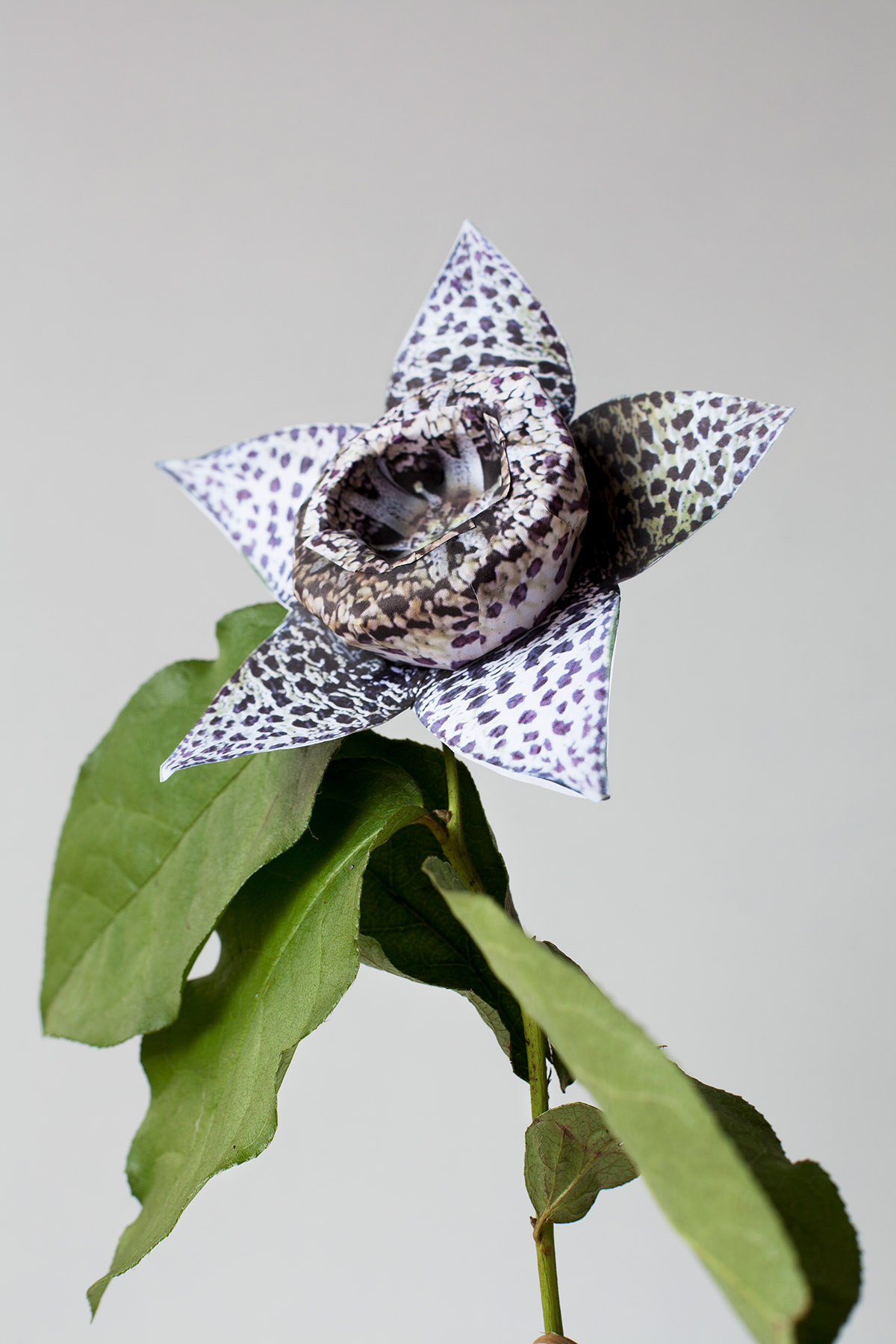 Alexandra Hunts, ImagiNature: Orbea elegans, 2012, inkjet print on aluminium, edition 2/5, 112,5 x75 cm
