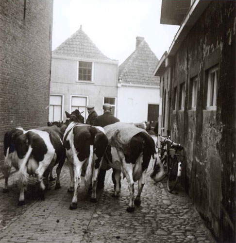 Eeuwenlang hadden boeren hun kleine boerenbedrijven in de stad, temidden van burgers.