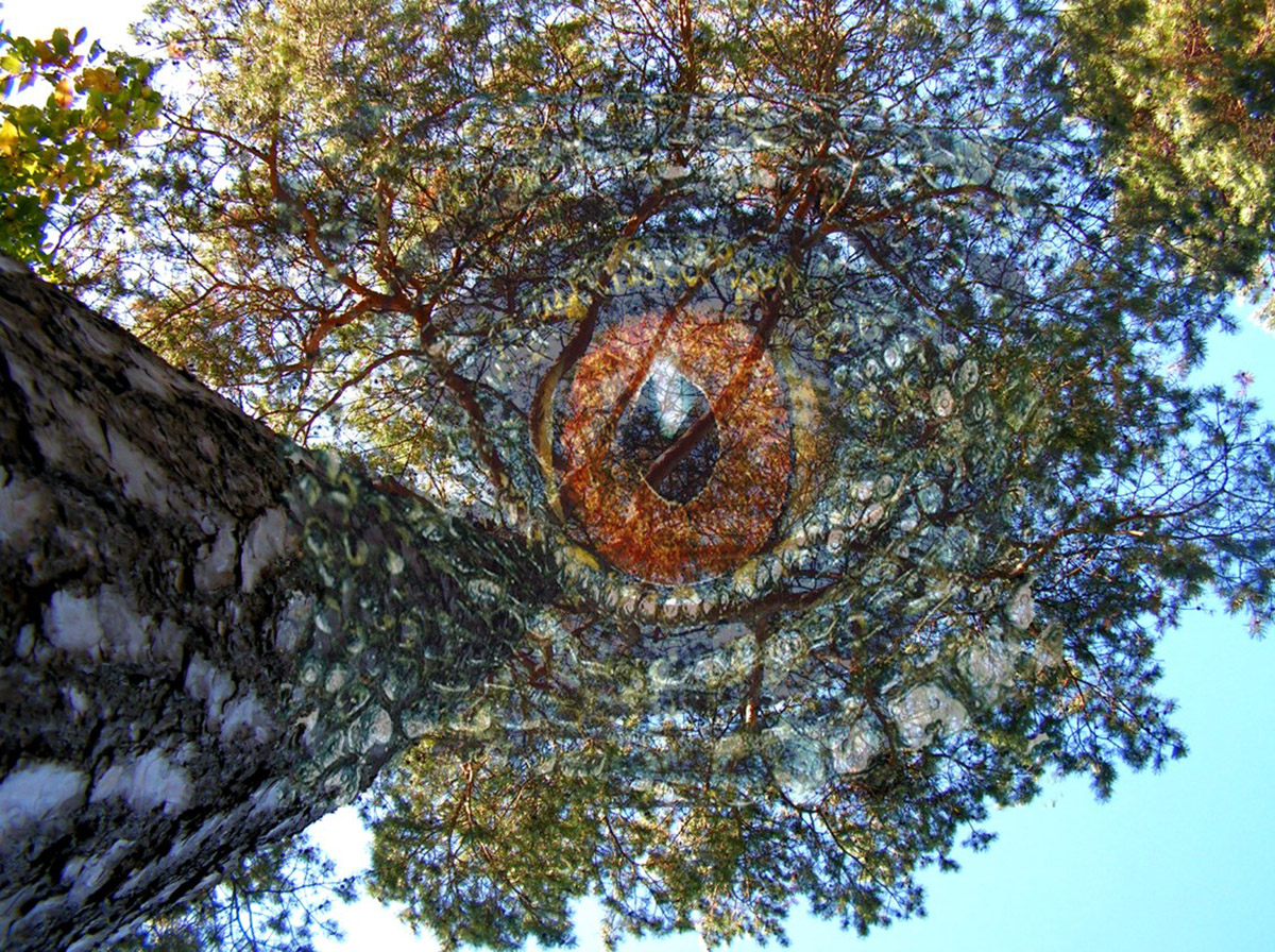 Tanja Henn, Het geheime leven van de bomen, fotoprint op aluminium