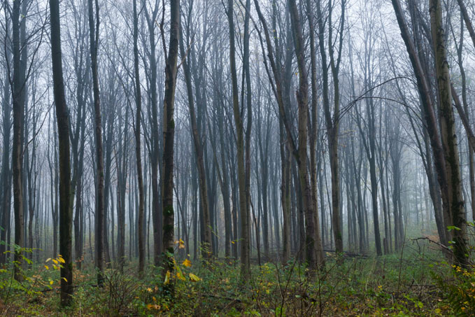Thijs Quispel, Revebos, 2009