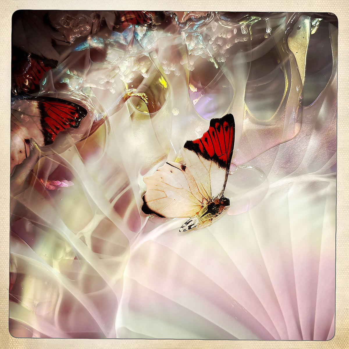 Sabine Heetebrij, Farfalla