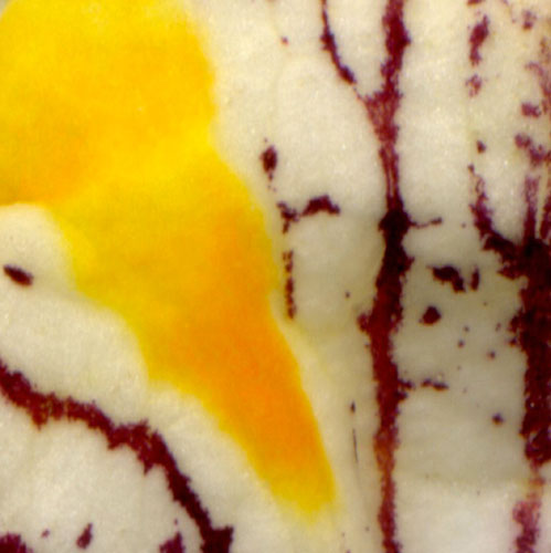 Lia Meydam exposeert abstract fotowerk onder de titel Droomsporen.