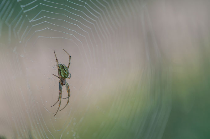 De Werkgroep Natuurfotografie HWL exposeert voor de 13e keer in het gemeentehuis van Strijen.