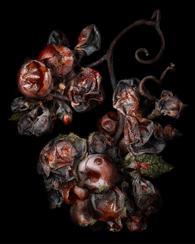 Peter Lippmann, Noble Rot #16