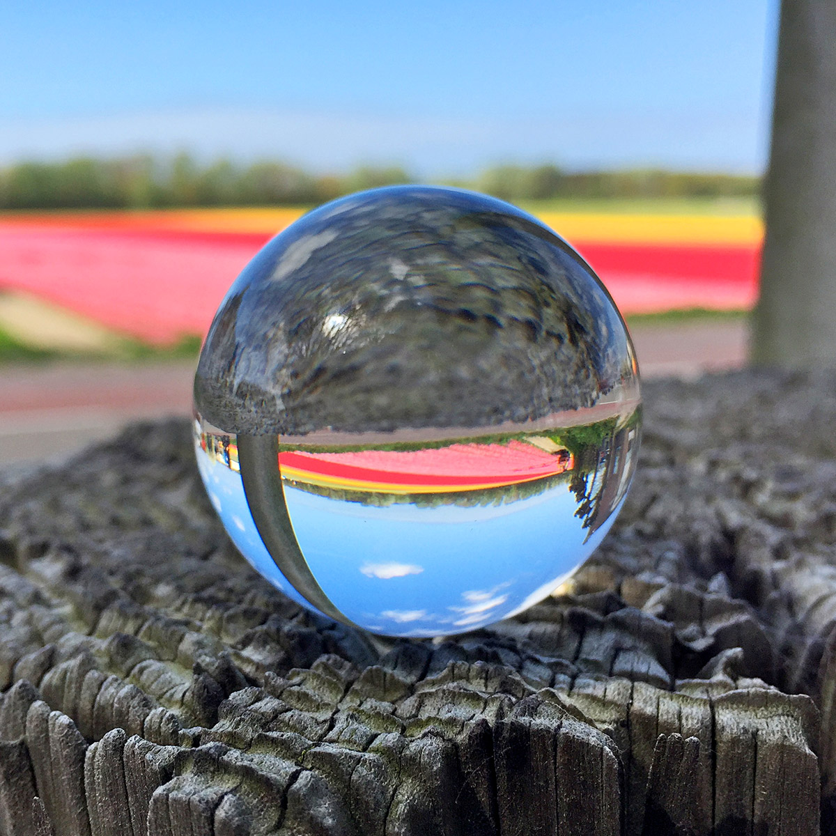 Peter van de Wijngaart, Lost our Marbles, Bollenvelden