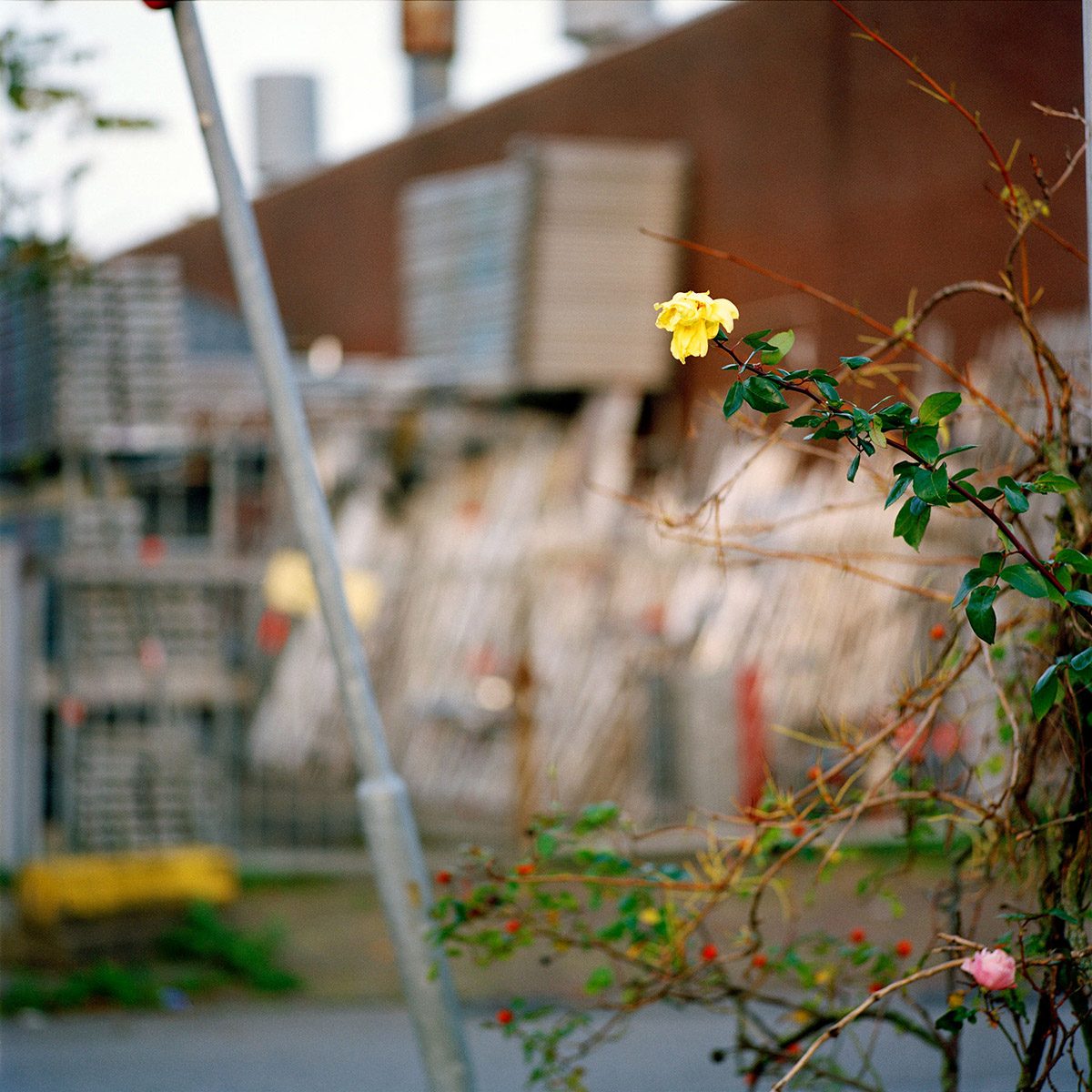 Jacquie Maria Wessels, Fringe Nature 10.3/2019 Amsterdam, the Netherlands