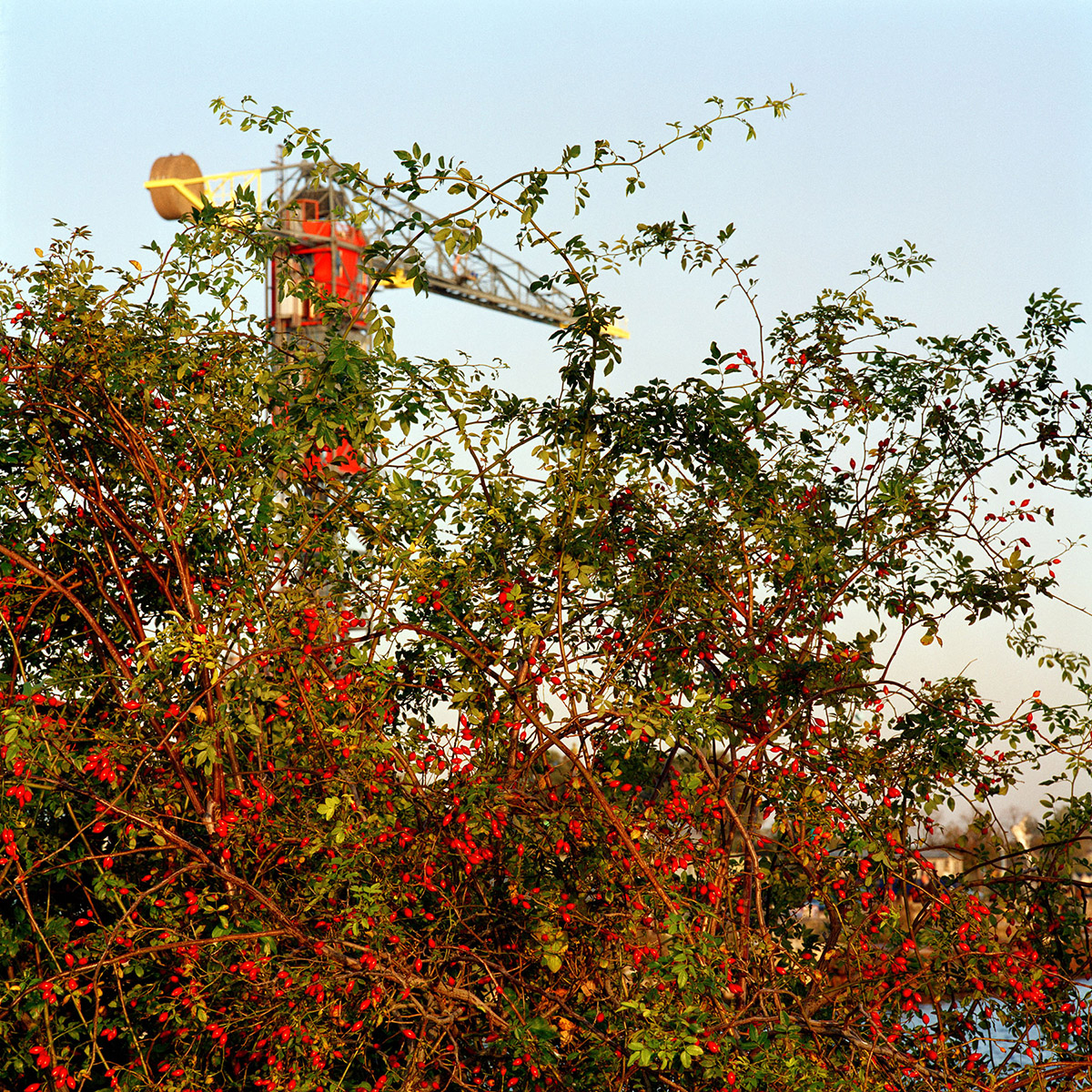 Jacquie Maria Wessels, Fringe Nature 10.1/2019 Amsterdam, the Netherlands