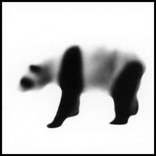 Marcus Davies, Panda, from the Animals Series